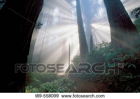 USA, California, Red Woods National Park, Mist in the forest View Large Photo Image Stock Photo - USA, California, Red Woods National Park, Mist in the forest. Fotosearch