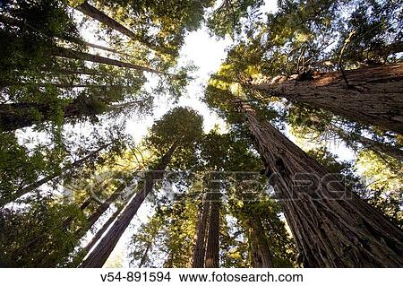 Usa, California, Redwood National Park, Redwood Tree Forest View Large Photo Image Picture - Usa, California, Redwood National Park, Redwood Tree Forest. Fotosearch