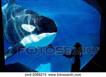 USA, CALIFORNIA, SAN DIEGO, SEA WORLD, KILLER WHALE (ORCA) UNDERWATER, GIRL, 2006. View Large Photo Image Picture - USA, CALIFORNIA, SAN DIEGO, SEA WORLD, KILLER WHALE (ORCA) UNDERWATER, GIRL, 2006.. Fotosearch