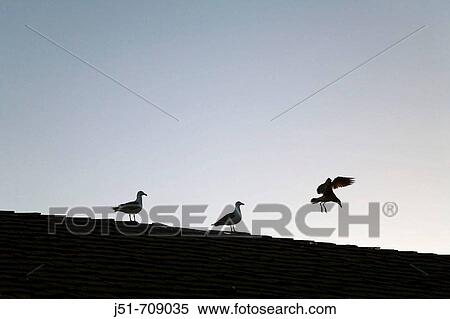 USA, California, Santa Barbara: two gulls sitting on roof of building, third gull landing, silhouette of three birds View Large Photo Image Stock Photography - USA, California, Santa Barbara: two gulls sitting on roof of building, third gull landing, silhouette of three birds. Fotosearch