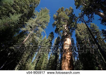 Stock Photo - USA, California, Sequoia National Park, General Sherman Tree Largest tree in the world. Fotosearch