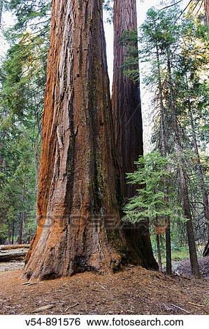 Stock Photograph - USA, California, Yosemite National Park, Mariposa Grove, Giant Sequoias. Fotosearch
