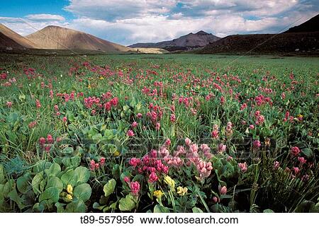 USA, Colorado, Indian Peak Wilderness, Paint Brushes fields View Large Photo Image Stock Photograph - USA, Colorado, Indian Peak Wilderness, Paint Brushes fields. Fotosearch