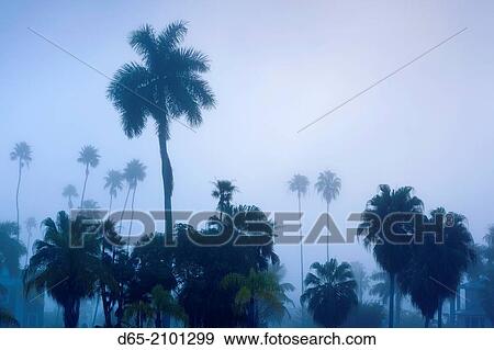 USA, Florida, Everglades National Park, Everglades City, morning fog. View Large Photo Image Stock Photo - USA, Florida, Everglades National Park, Everglades City, morning fog.. Fotosearch