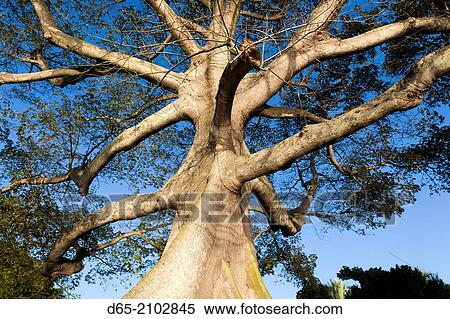 USA, Florida, Palm Beach, Palm Beach Lake Trail, banyan tree. View Large Photo Image Stock Photography - USA, Florida, Palm Beach, Palm Beach Lake Trail, banyan tree.. Fotosearch
