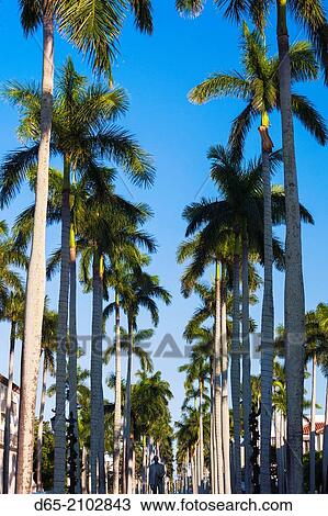 USA, Florida, Palm Beach, palms on Royal Palm Way. View Large Photo Image Stock Image - USA, Florida, Palm Beach, palms on Royal Palm Way.. Fotosearch