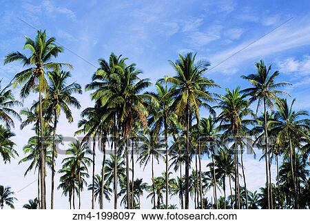 USA, HAWAII, KAUAI, COCONUT PALM TREES (Cocos nucifera). View Large Photo Image Stock Photo - USA, HAWAII, KAUAI, COCONUT PALM TREES (Cocos nucifera).. Fotosearch