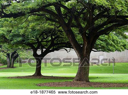 USA, Hawaii, Oahu, Honolulu Shade trees in public park View Large Photo Image Stock Photography - USA, Hawaii, Oahu, Honolulu Shade trees in public park. Fotosearch