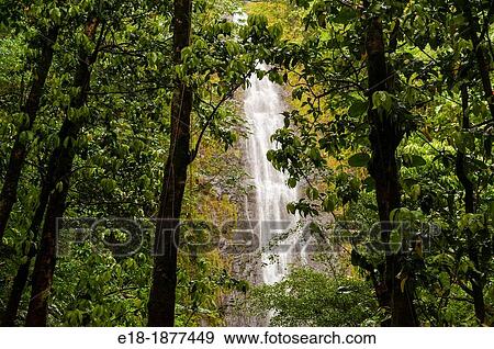 USA, Hawaii, Oahu The 100 ft waterfall at the top of the Manoa Falls trail View Large Photo Image Stock Photo - USA, Hawaii, Oahu The 100 ft waterfall at the top of the Manoa Falls trail. Fotosearch