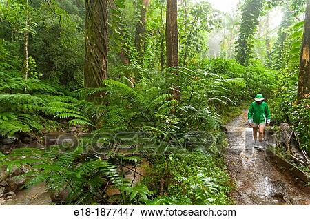 USA, Hawaii, Oahu Woman walking on the Manoa Falls trail in rainstorm View Large Photo Image Stock Photo - USA, Hawaii, Oahu Woman walking on the Manoa Falls trail in rainstorm. Fotosearch
