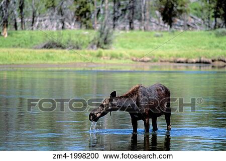USA, IDAHO, TARGHEE NATIONAL FOREST, HARRYMAN STATE PARK, HENRY? S FORK, MOOSE COW FEEDING. View Large Photo Image Stock Image - USA, IDAHO, TARGHEE NATIONAL FOREST, HARRYMAN STATE PARK, HENRY? S FORK, MOOSE COW FEEDING.. Fotosearch