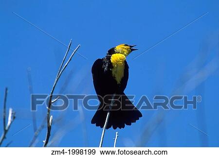 USA, IDAHO, TARGHEE NATIONAL FOREST, YELLOW-HEADED BLACKBIRD. View Large Photo Image Stock Photo - USA, IDAHO, TARGHEE NATIONAL FOREST, YELLOW-HEADED BLACKBIRD.. Fotosearch
