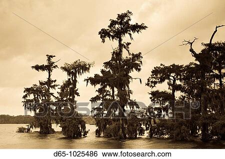 USA, Louisiana, Cajun Country, Lafayette, Lake Martin, swamp View Large Photo Image Stock Photograph - USA, Louisiana, Cajun Country, Lafayette, Lake Martin, swamp. Fotosearch