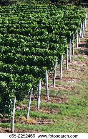 USA, Massachusetts, Cape Cod, Truro, Truro Vineyards winery, vineyards. View Large Photo Image Stock Photograph - USA, Massachusetts, Cape Cod, Truro, Truro Vineyards winery, vineyards.. Fotosearch