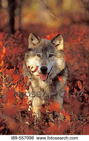 USA, Minnesota, Northern Woods, A Gray Wolf (Canus lupus) running along a trail forest in Autumn. View Large Photo Image Stock Photo - USA, Minnesota, Northern Woods, A Gray Wolf (Canus lupus) running along a trail forest in Autumn.. Fotosearch