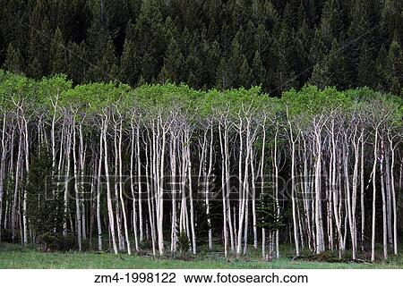Stock Image - USA, MONTANA, RED ROCK LAKES NATIONAL WILDLIFE REFUGE, ASPEN FOREST.. Fotosearch