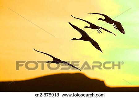 USA. New Mexico. Bosque del Apache Bird refuge. Sandhill Cranes View Large Photo Image Stock Photo - USA. New Mexico. Bosque del Apache Bird refuge. Sandhill Cranes. Fotosearch