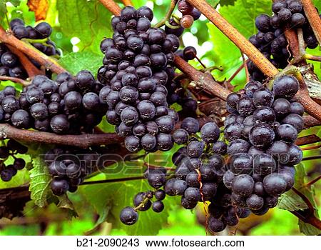 USA-Oregon-Archery Summit Dundee Hills Pinot Noir vineyard. View Large Photo Image Stock Image - USA-Oregon-Archery Summit Dundee Hills Pinot Noir vineyard.. Fotosearch