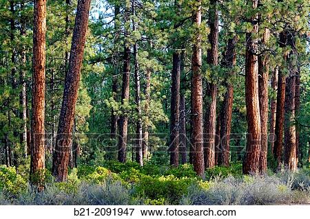 USA-Oregon. red Oregon pines in the Willamette Forest, near Sisters. View Large Photo Image Stock Photo - USA-Oregon. red Oregon pines in the Willamette Forest, near Sisters.. Fotosearch