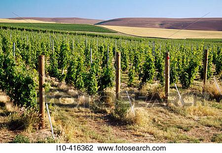 Stock Image - USA. Oregon. Rows of vines detail. Seven Hills Vineyard, Umatilla County. Fotosearch