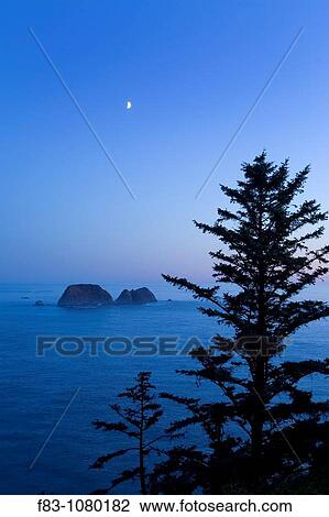 USA, Oregon, Tillamook County, Cape Meares State Park, sea stacks in Pacific ocean off Cape Meares, sitka spruce trees Picea sitchensis, setting moon at dusk, August, vertical View Large Photo Image Stock Image - USA, Oregon, Tillamook County, Cape Meares State Park, sea stacks in Pacific ocean off Cape Meares, sitka spruce trees Picea sitchensis, setting moon at dusk, August, vertical. Fotosearch