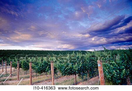 Stock Image - USA. Oregon. Vineyard post/row detail at sunset. Seven Hills Vineyard, Umatilla County. Fotosearch