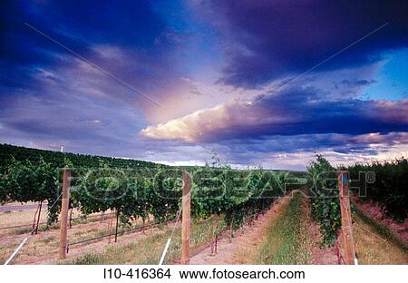USA. Oregon. Vineyard row detail at sunset. Seven Hills Vineyard, Umatilla County View Large Photo Image Picture - USA. Oregon. Vineyard row detail at sunset. Seven Hills Vineyard, Umatilla County. Fotosearch