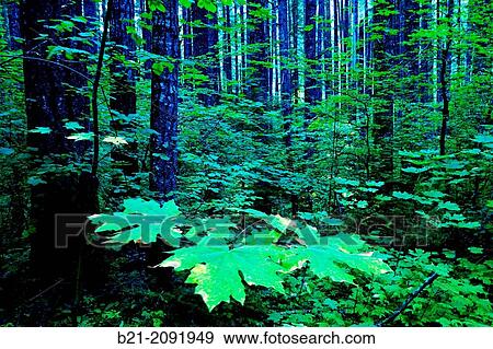 Stock Photo - USA. Oregon. Willamette Forest near Sisters.. Fotosearch