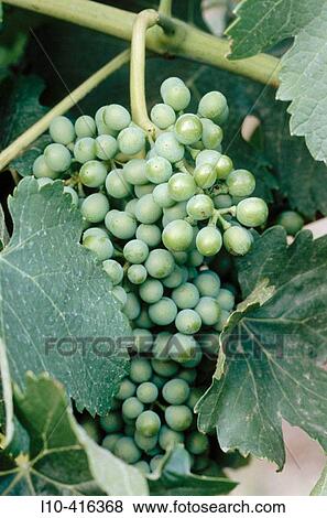 USA. Oregon. Young grape cluster. Syrah. Seven Hills Vineyard, Umatilla County View Large Photo Image Stock Photo - USA. Oregon. Young grape cluster. Syrah. Seven Hills Vineyard, Umatilla County. Fotosearch