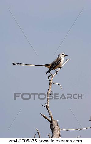 USA, TEXAS, HILL COUNTRY NEAR HUNT, SCISSOR-TAILED FLYCATCHER. View Large Photo Image Stock Photography - USA, TEXAS, HILL COUNTRY NEAR HUNT, SCISSOR-TAILED FLYCATCHER.. Fotosearch