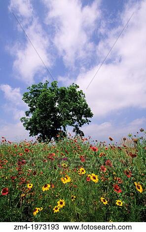 USA, TEXAS, LYNDON B. JOHNSON NATIONAL HISTORIC PARK, PASTURE WITH INDIAN BLANKET, TREE. View Large Photo Image Stock Image - USA, TEXAS, LYNDON B. JOHNSON NATIONAL HISTORIC PARK, PASTURE WITH INDIAN BLANKET, TREE.. Fotosearch