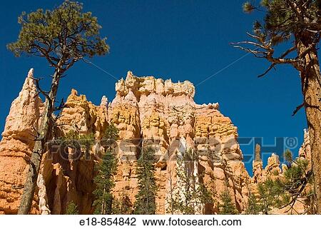 Stock Image - USA, Utah, Bryce Canyon. View of hoodoos and cliffs looking up from canyon floor in Bryce amphitheater.. Fotosearch