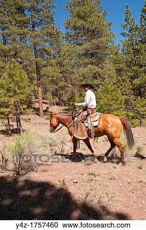 Stock Image - USA, Utah, horseback ride in Escalante with wranglers Jamie Barnson and Cash Barnson through ponderosa pine forest up steep trail to Aquarius Plateau MR. Fotosearch