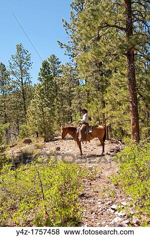 Stock Photo - USA, Utah, horseback ride in Escalante with wranglers Jamie Barnson and Cash Barnson through ponderosa pine forest up steep trail to Aquarius Plateau MR. Fotosearch