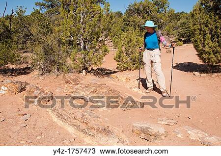 USA, Utah, woman hiking at Escalante at Escalante Petrified Forest State Park to enjoy the petrified wood, views of the Grand Staircase and Colorado Plateau, and local vegetation such as pinon pine and Utah juniper MR View Large Photo Image Stock Image - USA, Utah, woman hiking at Escalante at Escalante Petrified Forest State Park to enjoy the petrified wood, views of the Grand Staircase and Colorado Plateau, and local vegetation such as pinon pine and Utah juniper MR. Fotosearch