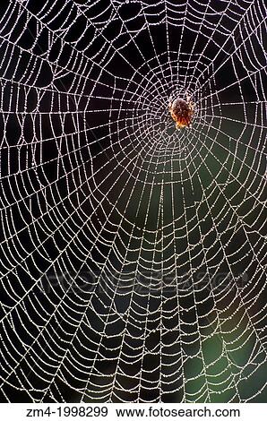 USA, WASHINGTON, GARDEN SPIDER IN SPIDER WEB, DEW DROPS. View Large Photo Image Stock Photo - USA, WASHINGTON, GARDEN SPIDER IN SPIDER WEB, DEW DROPS.. Fotosearch