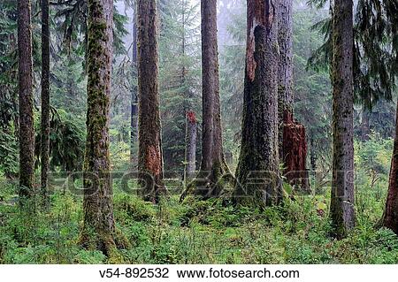 Stock Image - USA, Washington, Olympic National Park, Hoh Rainforest. Fotosearch