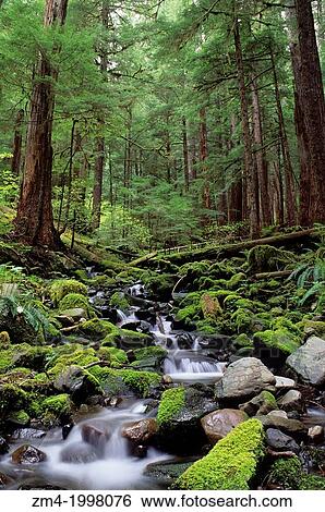 USA, WASHINGTON, OLYMPIC NATIONAL PARK, FOREST SCENE WITH CREEK IN SOLEDUCK VALLEY. View Large Photo Image Stock Photograph - USA, WASHINGTON, OLYMPIC NATIONAL PARK, FOREST SCENE WITH CREEK IN SOLEDUCK VALLEY.. Fotosearch