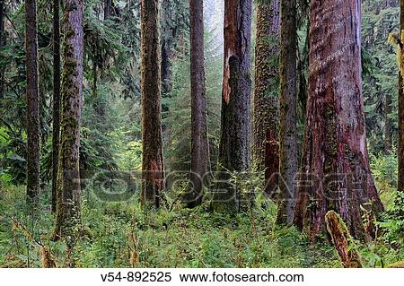 Stock Photography - USA, Washington, Olympic National Park, Hoh Rainforest, Moss Covered trees. Fotosearch