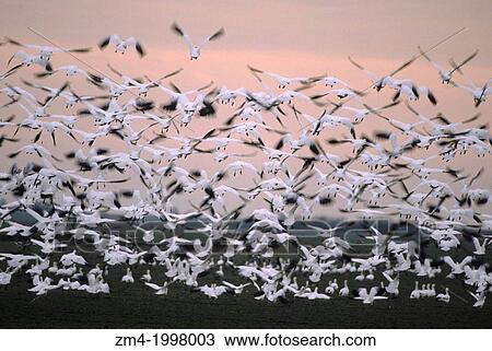 USA, WASHINGTON, SKAGIT RIVER, SNOW GEESE IN FLIGHT. View Large Photo Image Stock Image - USA, WASHINGTON, SKAGIT RIVER, SNOW GEESE IN FLIGHT.. Fotosearch