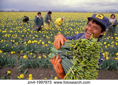 USA, WASHINGTON, SKAGIT VALLEY, DAFFODIL FIELD, WORKERS HARVESTING FLOWERS. View Large Photo Image Stock Image - USA, WASHINGTON, SKAGIT VALLEY, DAFFODIL FIELD, WORKERS HARVESTING FLOWERS.. Fotosearch