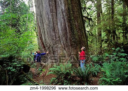 USA, WASHINGTON, SNOHOMISH COUNTY, CASCADE MOUNTAINS, NEAR DARRINGTON, PERSONS STANDING IN OLD GROWTH FOREST NEXT TO HUGE TREE. View Large Photo Image Stock Photograph - USA, WASHINGTON, SNOHOMISH COUNTY, CASCADE MOUNTAINS, NEAR DARRINGTON, PERSONS STANDING IN OLD GROWTH FOREST NEXT TO HUGE TREE.. Fotosearch
