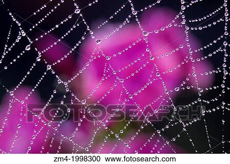 USA, WASHINGTON, SPIDER WEB WITH DEW DROPS, PHLOX FLOWER IN BACKGROUND. View Large Photo Image Stock Image - USA, WASHINGTON, SPIDER WEB WITH DEW DROPS, PHLOX FLOWER IN BACKGROUND.. Fotosearch