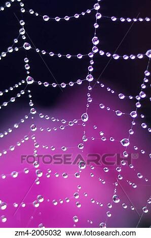USA, WASHINGTON, SPIDER WEB WITH DEW DROPS, PHLOX FLOWER IN BACKGROUND. View Large Photo Image Stock Image - USA, WASHINGTON, SPIDER WEB WITH DEW DROPS, PHLOX FLOWER IN BACKGROUND.. Fotosearch