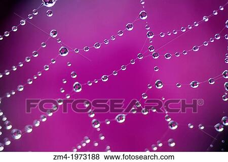 USA, WASHINGTON, SPIDER WEB WITH DEW DROPS, PHLOX FLOWER IN BACKGROUND. View Large Photo Image Stock Photo - USA, WASHINGTON, SPIDER WEB WITH DEW DROPS, PHLOX FLOWER IN BACKGROUND.. Fotosearch