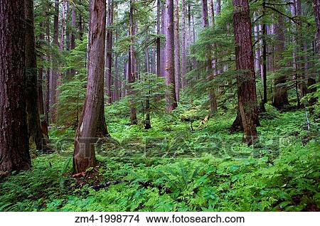 USA, WASHINGTON STATE, OLYMPIC PENINSULA, OLYMPIC NATIONAL PARK, SOL DUC RIVER VALLEY, TEMPORATE RAIN FOREST. View Large Photo Image Picture - USA, WASHINGTON STATE, OLYMPIC PENINSULA, OLYMPIC NATIONAL PARK, SOL DUC RIVER VALLEY, TEMPORATE RAIN FOREST.. Fotosearch