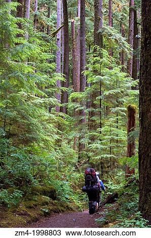USA, WASHINGTON STATE, OLYMPIC PENINSULA, OLYMPIC NATIONAL PARK, SOL DUC RIVER VALLEY, TEMPORATE RAIN FOREST, BACKPACKERS. View Large Photo Image Stock Image - USA, WASHINGTON STATE, OLYMPIC PENINSULA, OLYMPIC NATIONAL PARK, SOL DUC RIVER VALLEY, TEMPORATE RAIN FOREST, BACKPACKERS.. Fotosearch