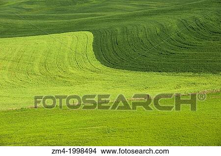 USA, WASHINGTON STATE, PALOUSE COUNTRY, NEAR PULLMAN, ROLLING COUNTRYSIDE WITH WHEAT FIELDS. View Large Photo Image Picture - USA, WASHINGTON STATE, PALOUSE COUNTRY, NEAR PULLMAN, ROLLING COUNTRYSIDE WITH WHEAT FIELDS.. Fotosearch