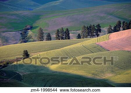 Picture - USA, WASHINGTON STATE, PALOUSE COUNTRY NEAR PULLMAN, VIEW OF ROLLING HILLS, FIELDS IN EVENING LIGHT.. Fotosearch