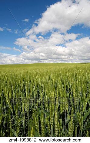 USA, WASHINGTON STATE, PALOUSE COUNTRY NEAR PULLMAN, WHEAT FIELD WITH PUFFY CLOUDS. View Large Photo Image Stock Image - USA, WASHINGTON STATE, PALOUSE COUNTRY NEAR PULLMAN, WHEAT FIELD WITH PUFFY CLOUDS.. Fotosearch